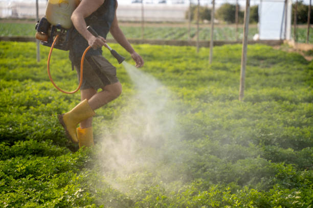 Best Ant Control Services  in Harrisonburg, VA