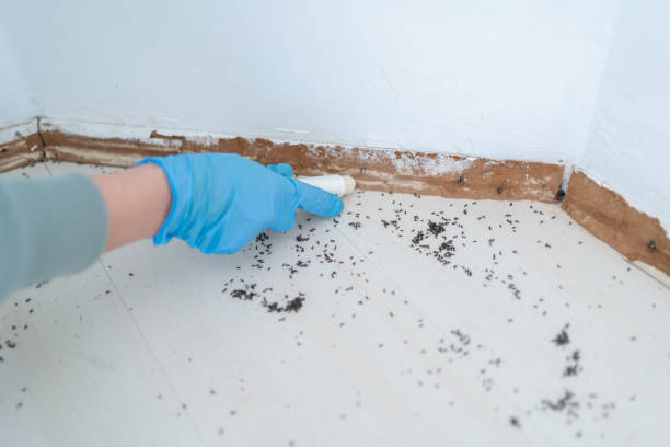 Best Affordable Pest Control Services  in Harrisonburg, VA